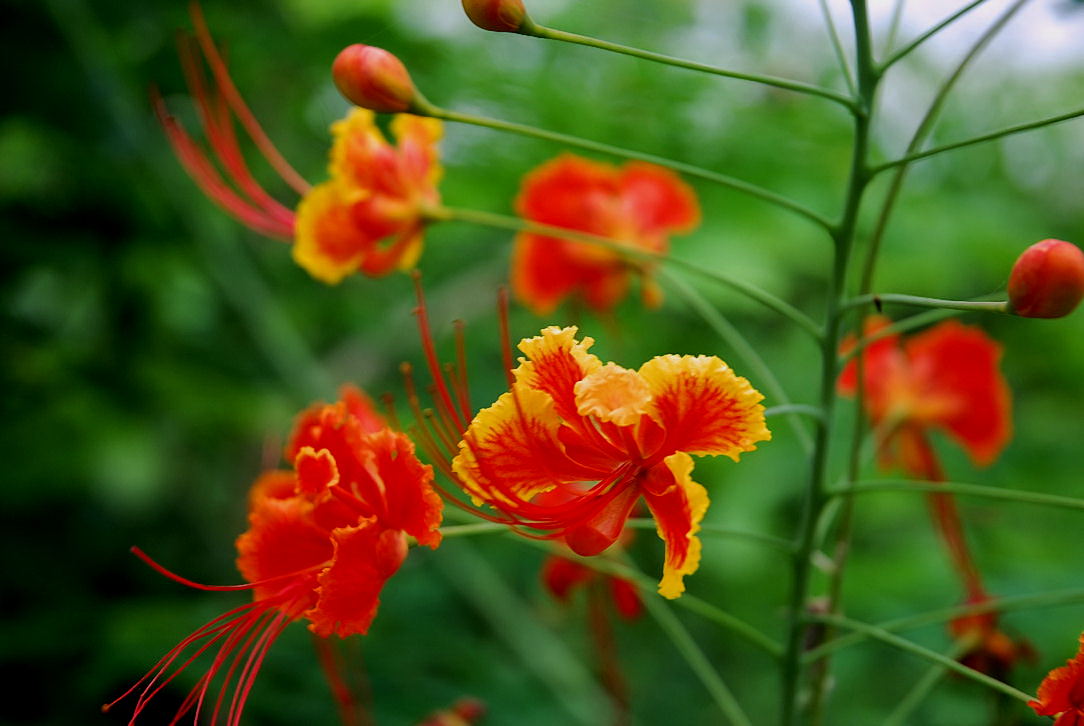 Foto de Xcaret, México