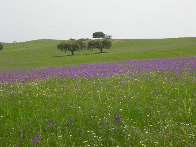 Foto de Campo Maior (Alto Alentejo), Portugal