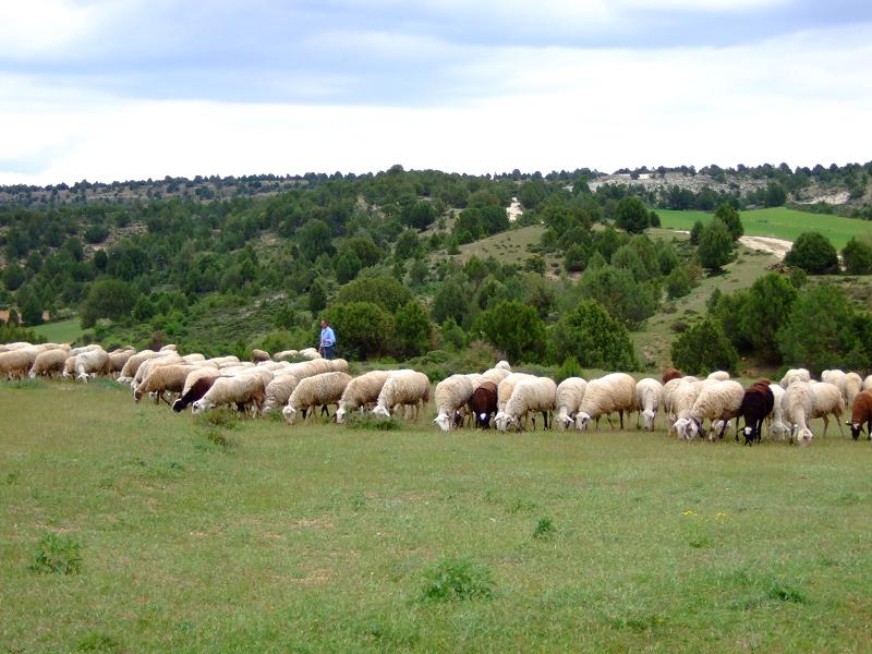 Foto de Calatañazor (Soria), España