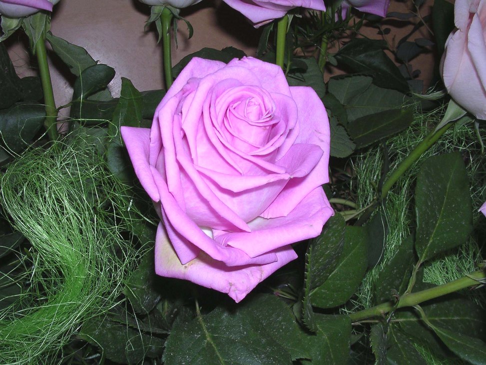 Foto de Sant Feliu de Llobregat (Barcelona), España