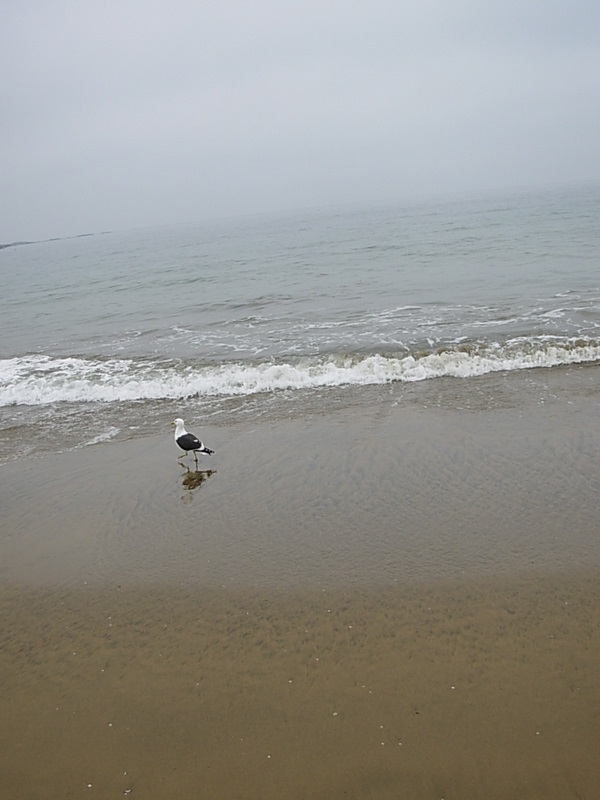 Foto de Papudo, Chile