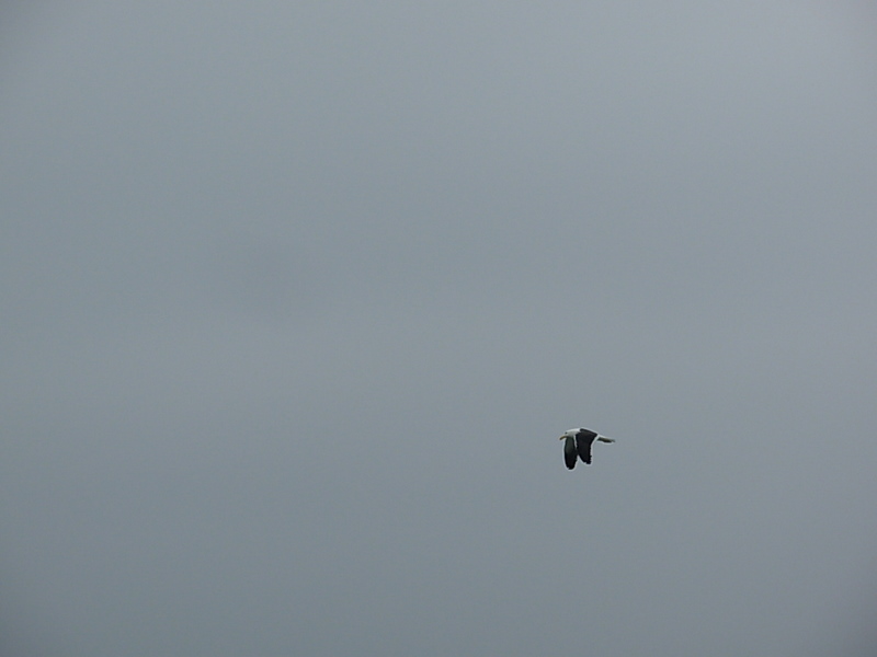 Foto de Papudo, Chile