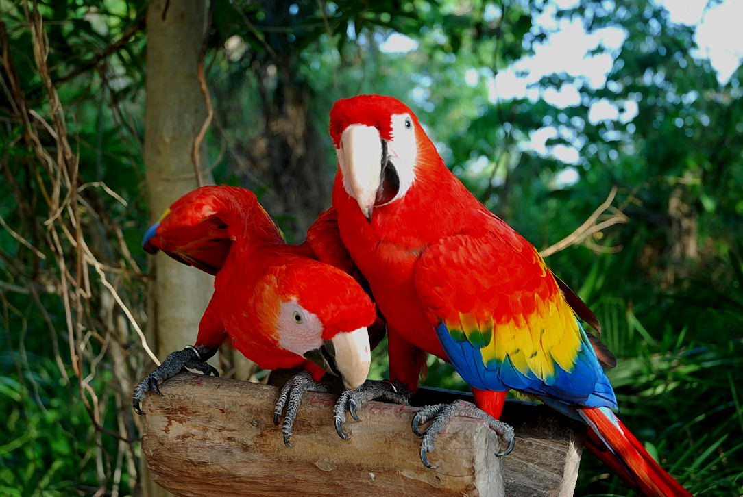 Foto de Xcaret, México