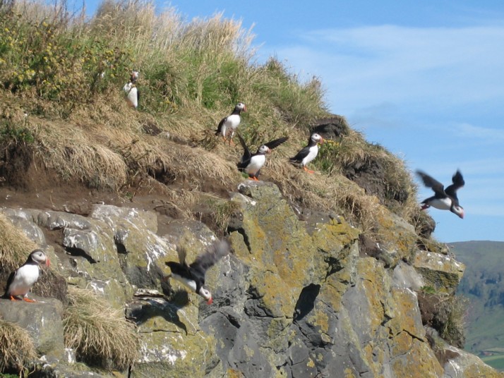 Foto de Vík, Islandia