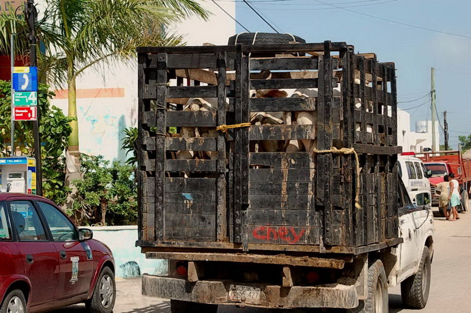Foto de Tamazon, México