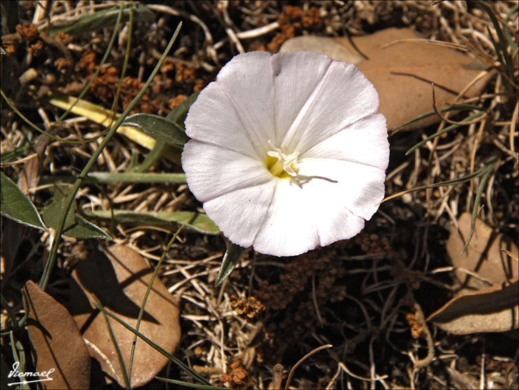 Foto de Alconchel de Ariza (Zaragoza), España