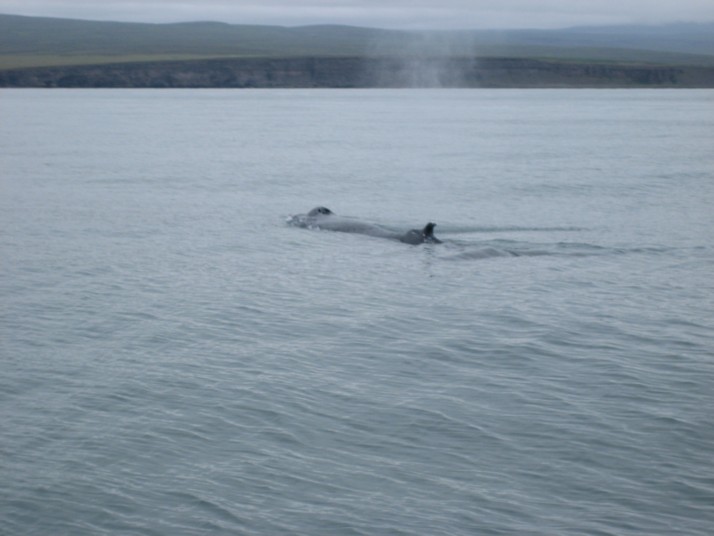 Foto de Húsavík, Islandia