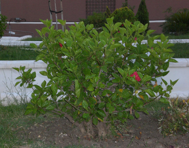 Foto de Cádiz (Andalucía), España