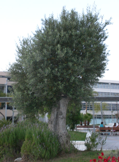 Foto de Cádiz (Andalucía), España