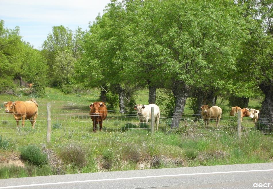 Foto de Sotosalbos (Segovia), España