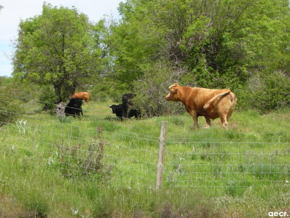 Foto de Sotosalbos (Segovia), España