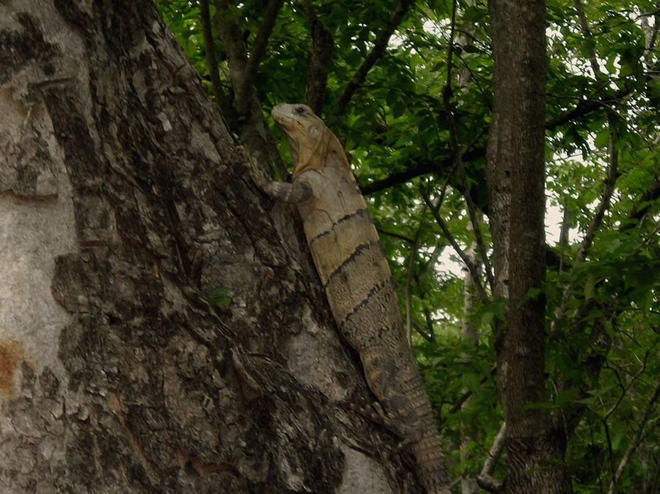 Foto de Uxmal, México