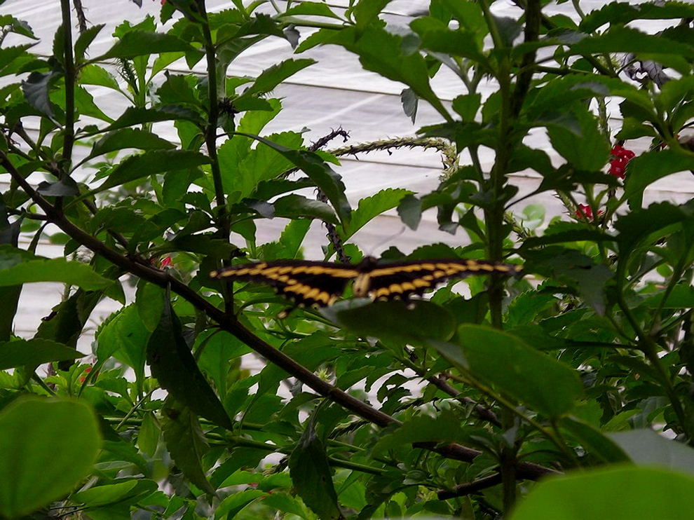 Foto de XCARET, México
