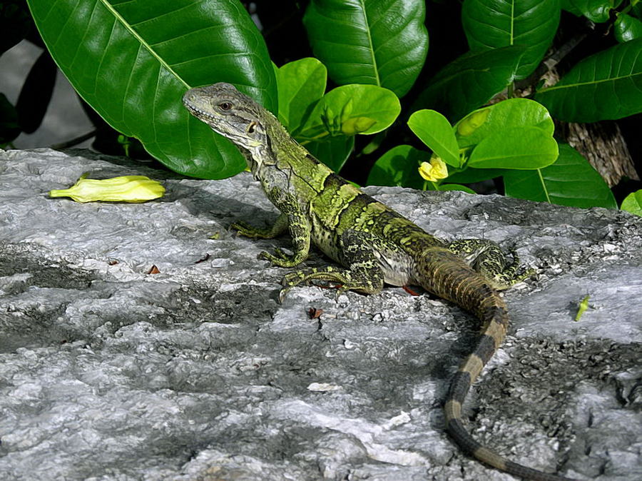 Foto de Xcaret, México