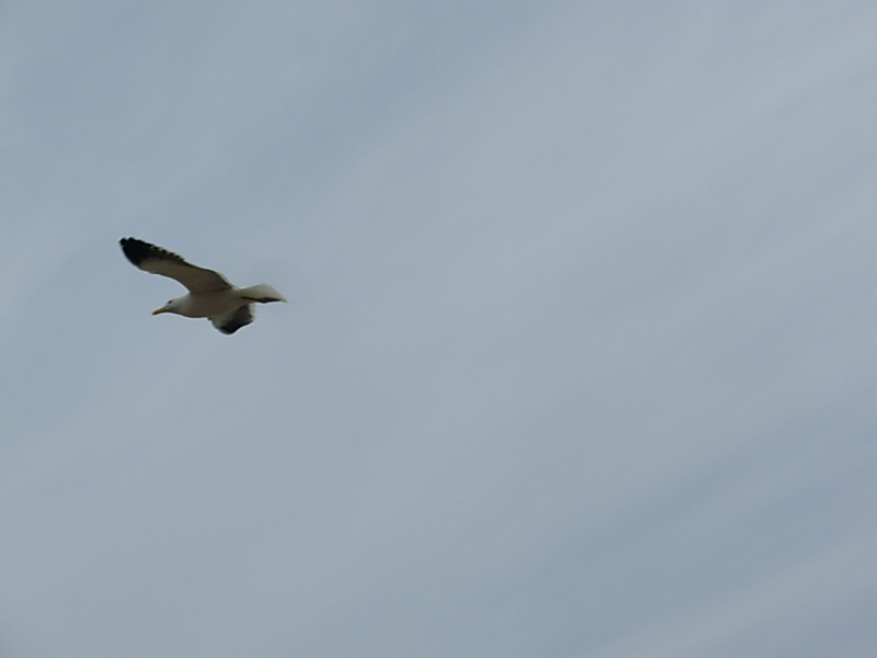 Foto de Horcon, Chile