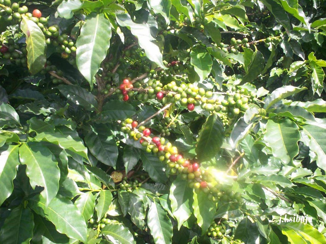 Foto de Alajuela, Costa Rica