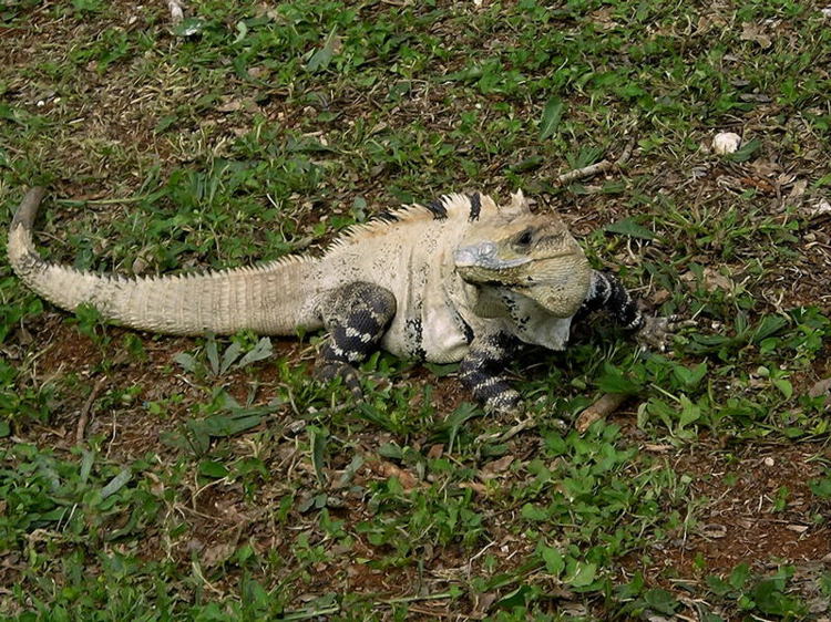 Foto de Uxmal, México