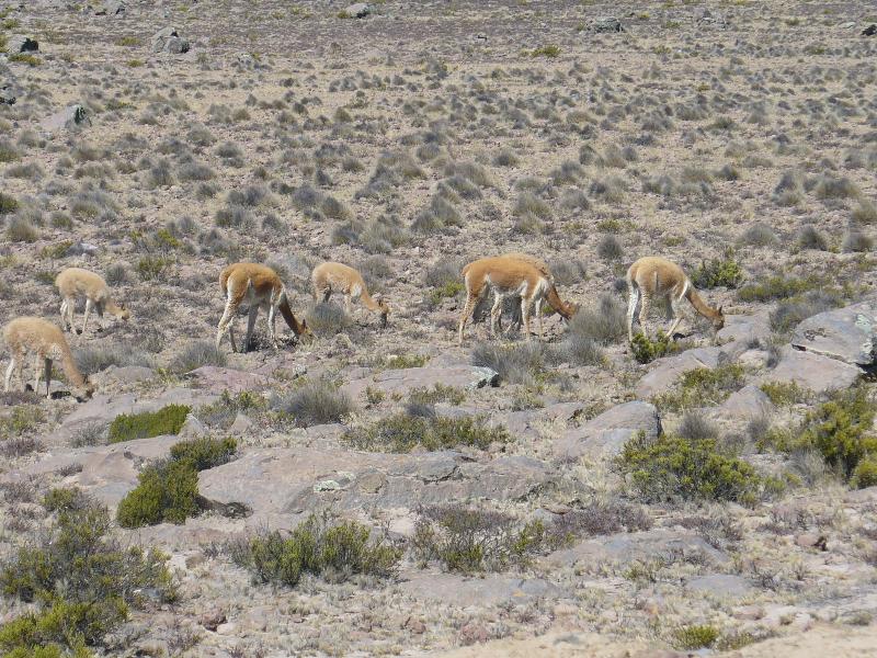 Foto de Arequipa, Perú