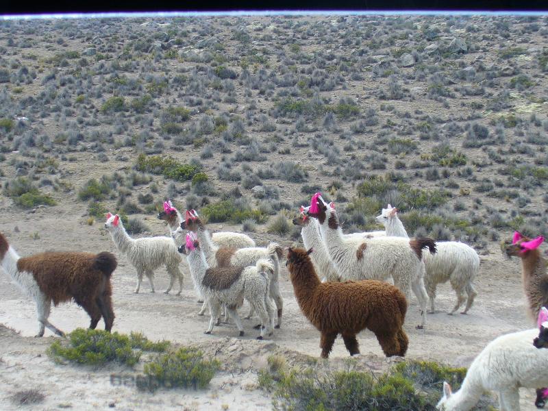Foto de Arequipa, Perú