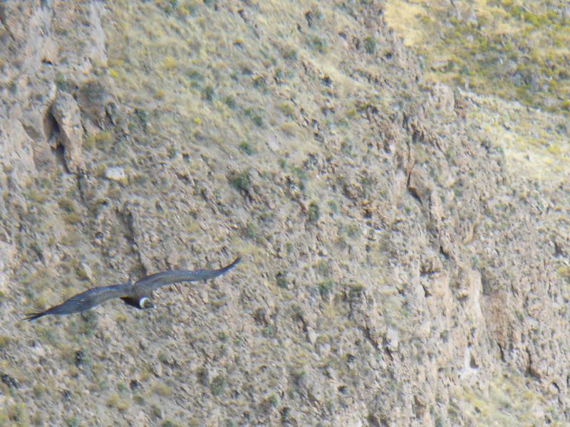 Foto de Arequipa, Perú