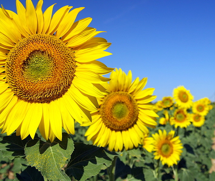 Foto de Córdoba (Andalucía), España