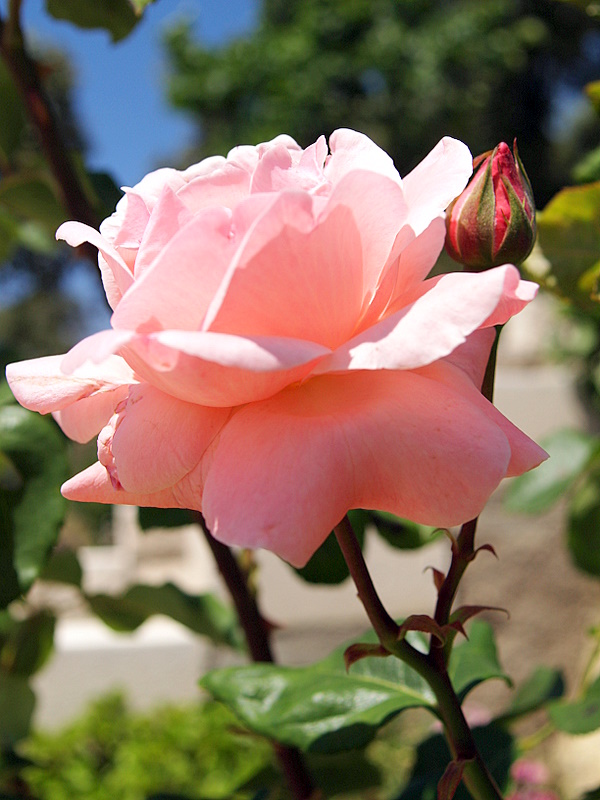 Foto de Córdoba (Andalucía), España