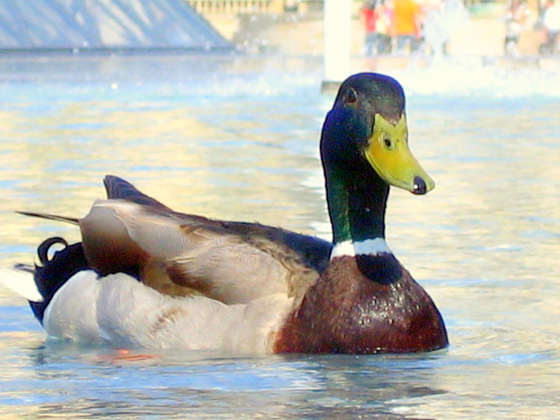 Foto de Paris, Francia
