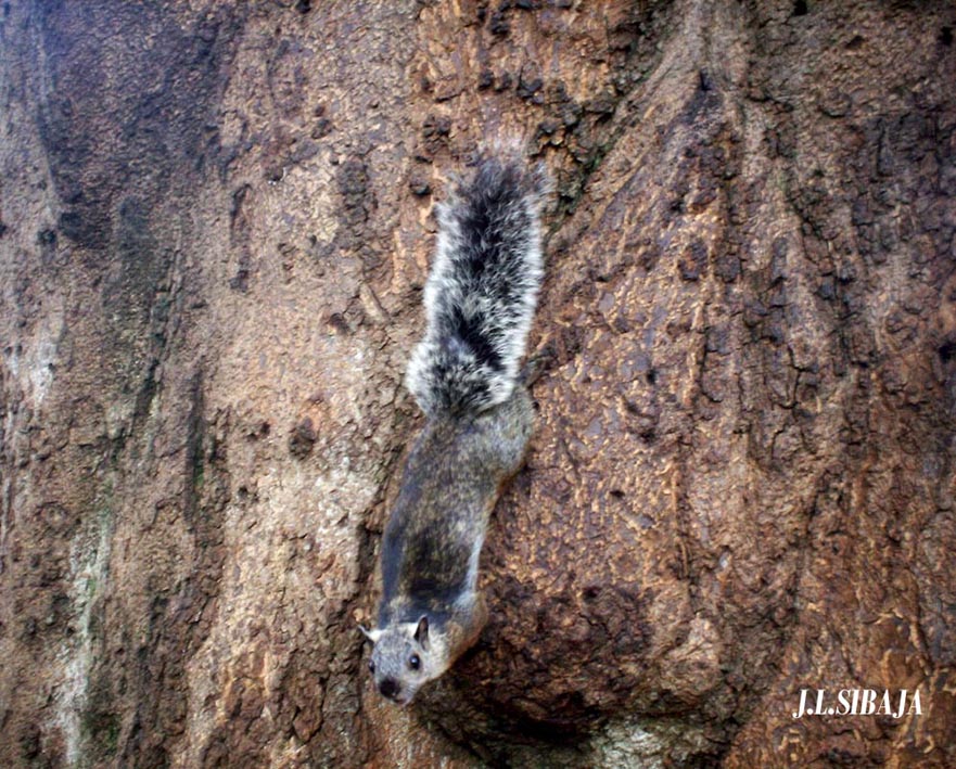 Foto de Alajuela, Costa Rica