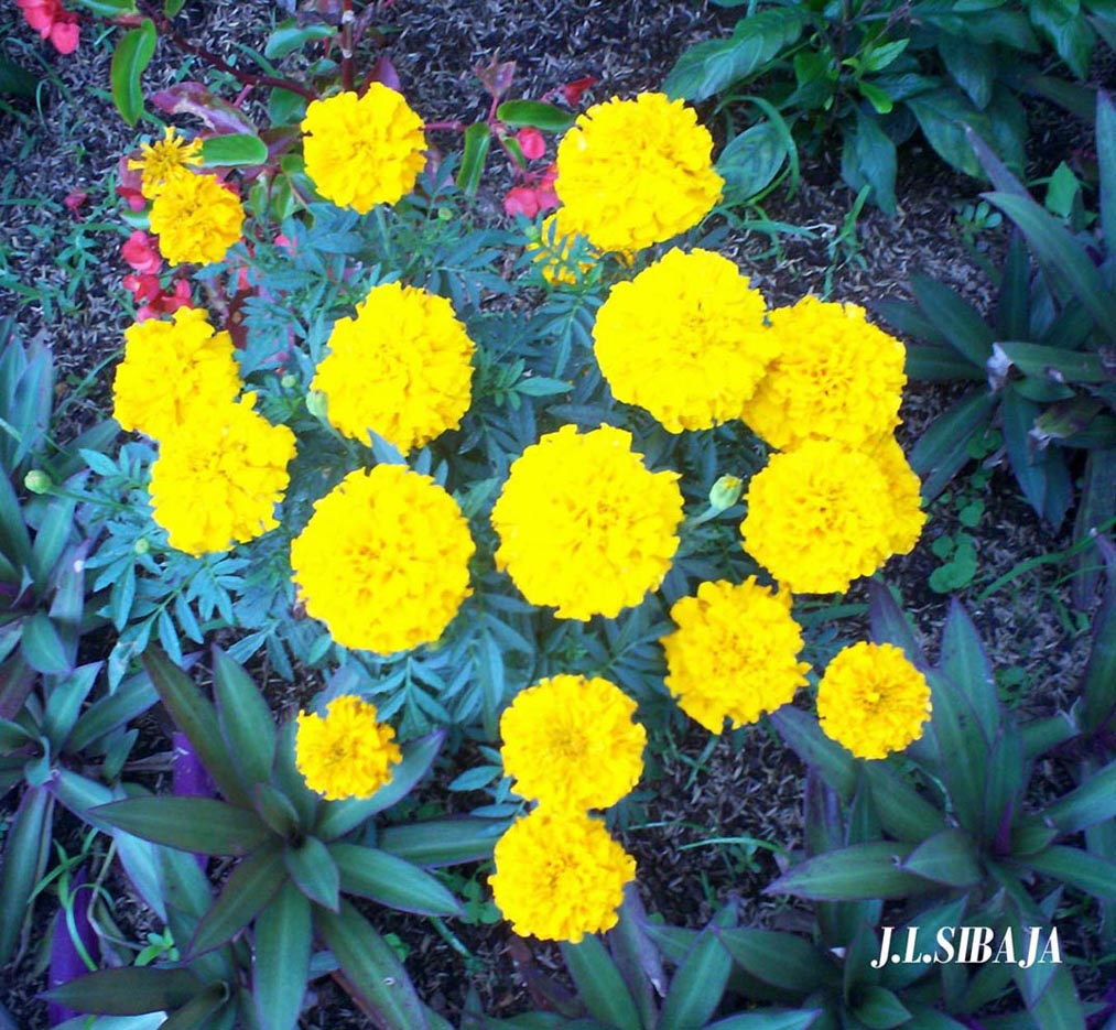 Foto de Alajuela, Costa Rica