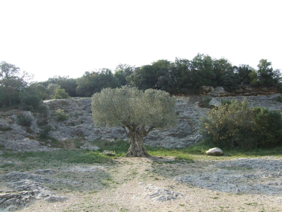 Foto de Castillon du Gard, Francia