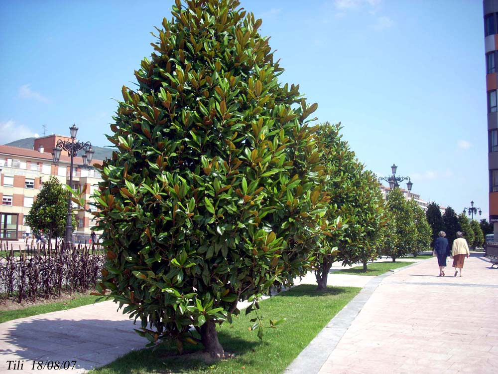 Foto de Oviedo (Asturias), España