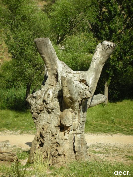 Foto de Ucero (Soria), España