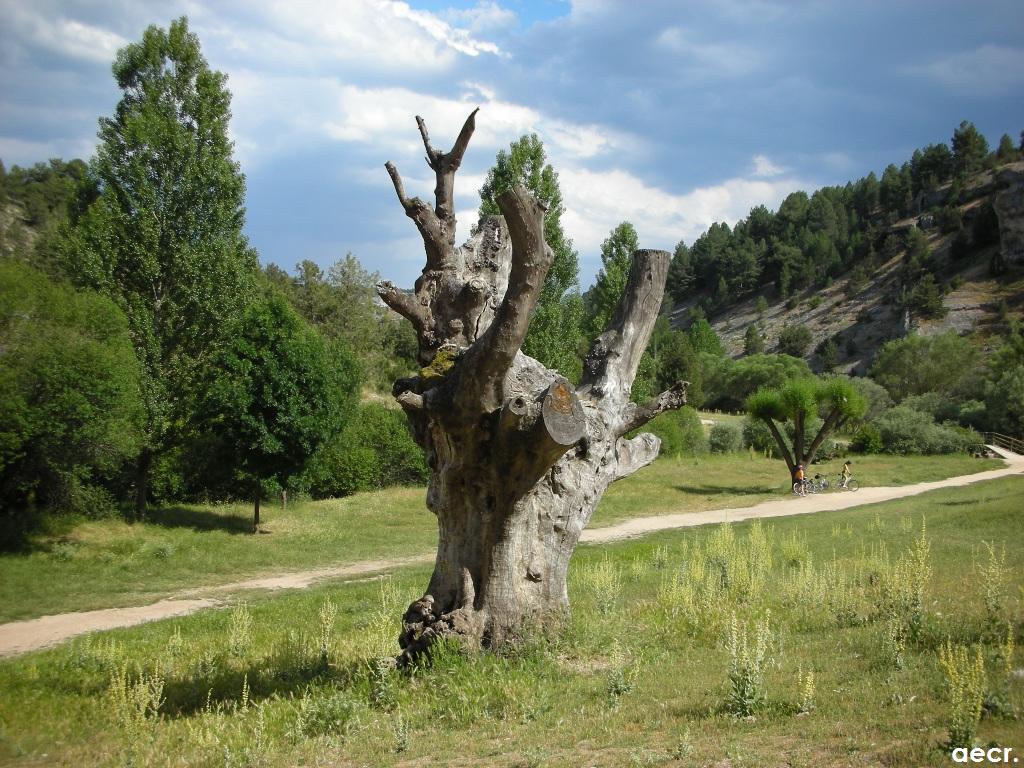 Foto de Ucero (Soria), España
