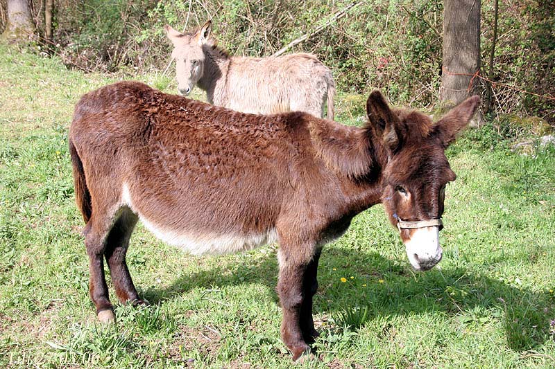Foto de Figarines (Asturias), España