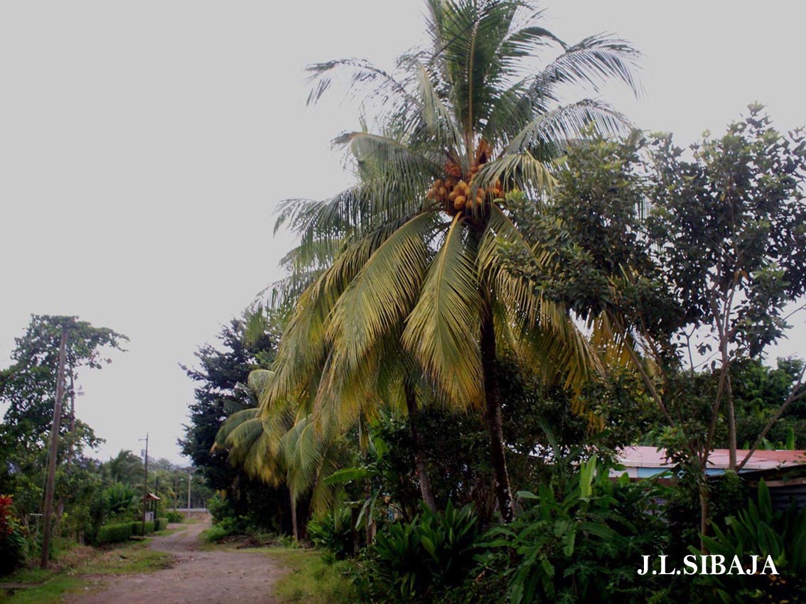 Foto de Los Chiles - Alajuela, Costa Rica