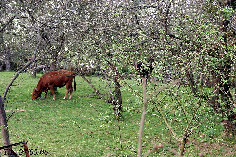 Foto de Figarines (Asturias), España