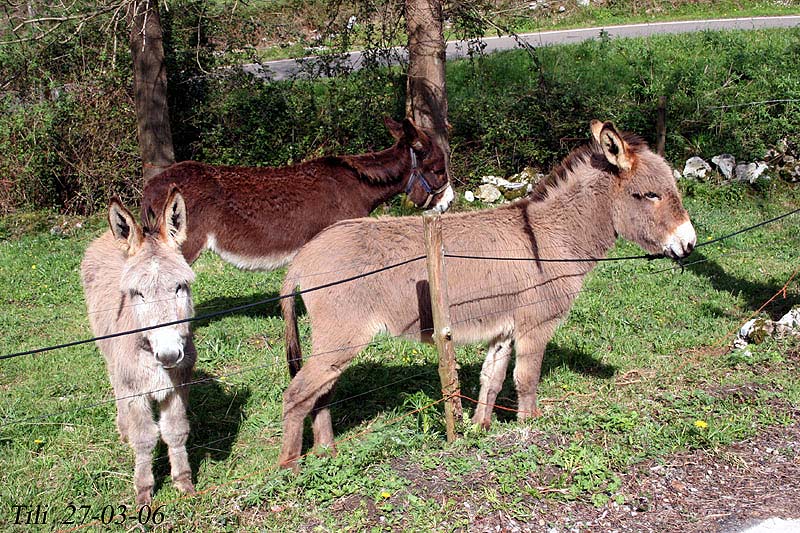 Foto de Figarines (Asturias), España