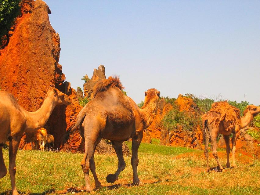 Foto de Cabarceno (Cantabria), España