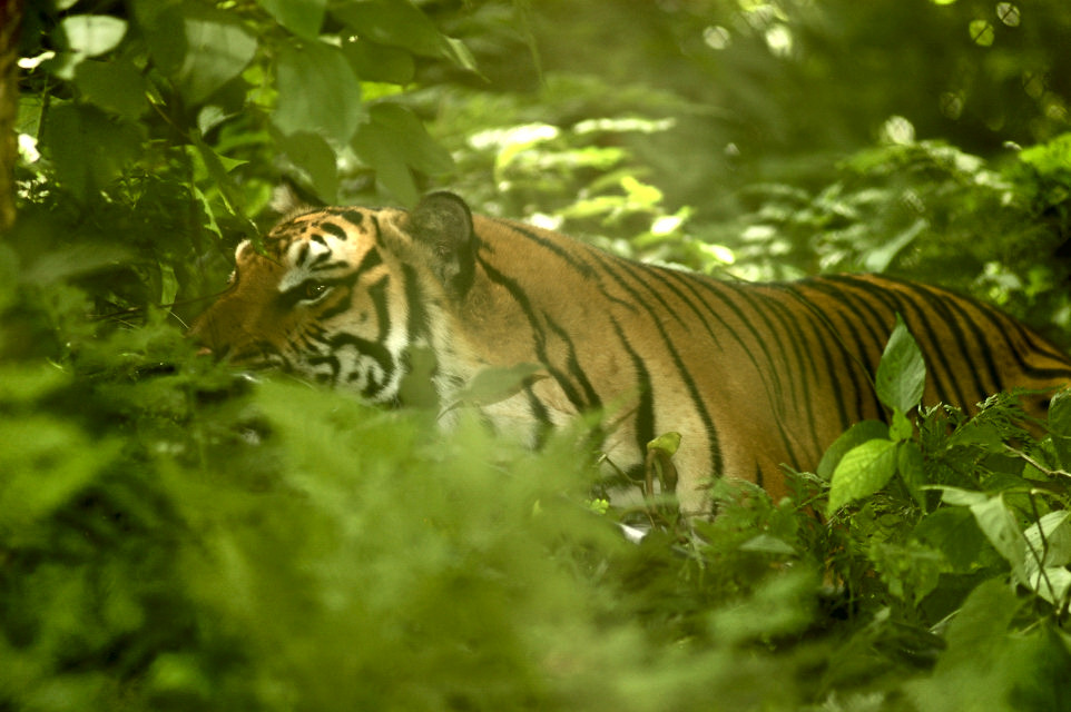 Foto de Luang Prabang, Laos
