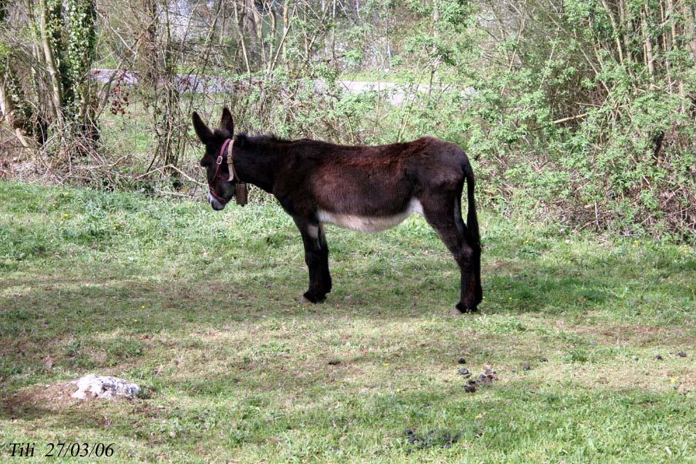 Foto de Figarines (Asturias), España