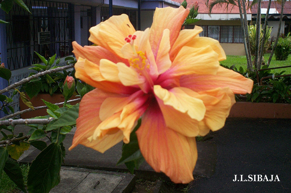 Foto de Alajuela, Costa Rica