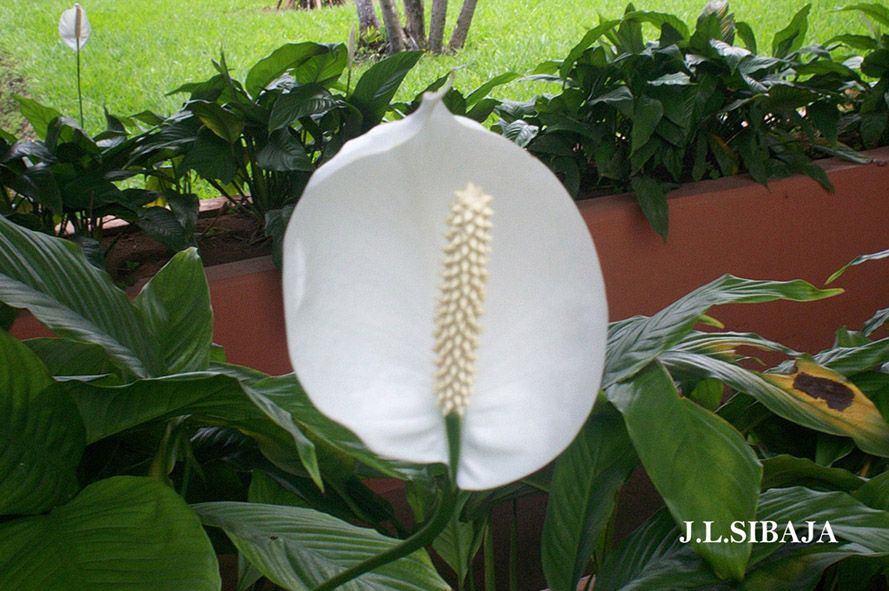 Foto de Alajuela, Costa Rica