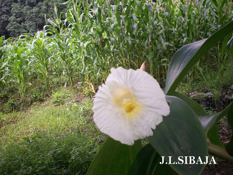 Foto de Alajuela, Costa Rica
