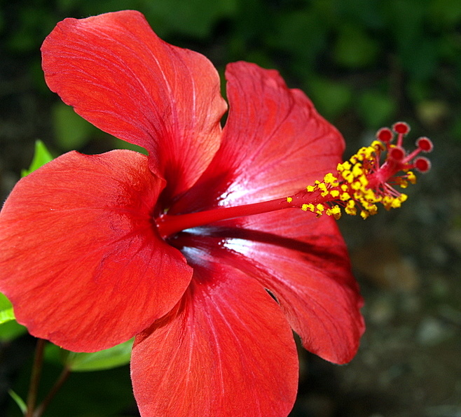 Foto de Ibiza (Illes Balears), España