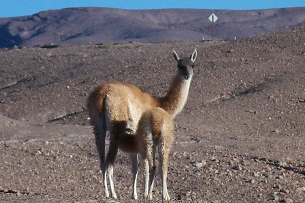 Foto de Altiplano, Chile