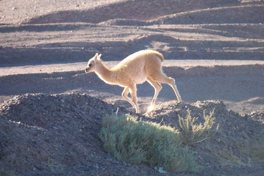 Foto de Altiplano, Chile