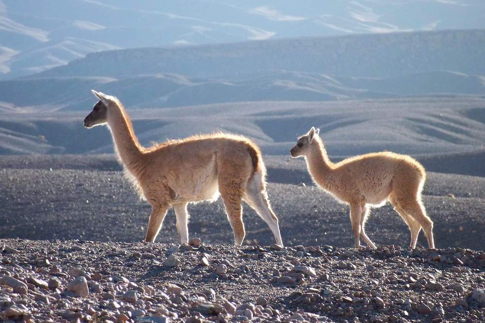 Foto de Altiplano, Chile