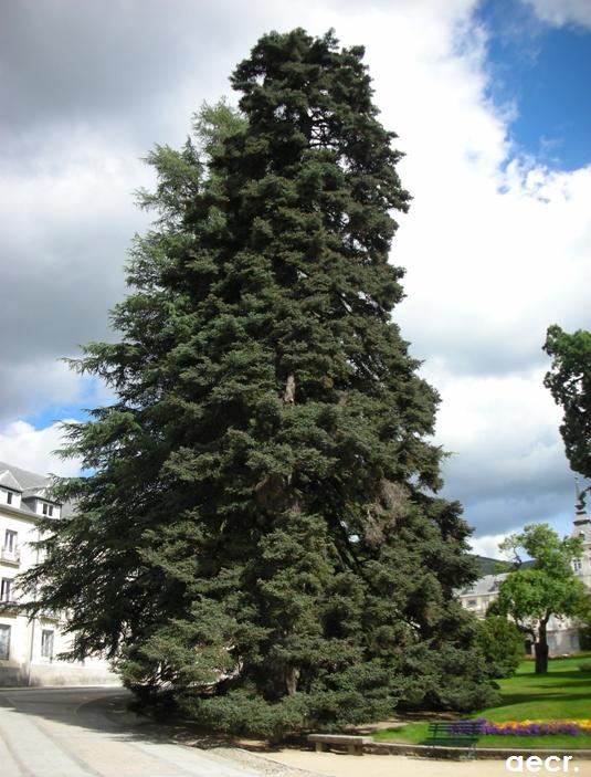 Foto de San Ildefonso (Segovia), España