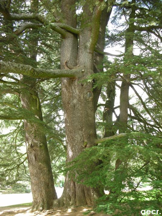 Foto de San Ildefonso (Segovia), España