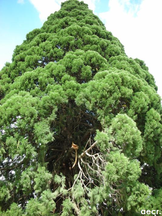 Foto de San Ildefonso (Segovia), España